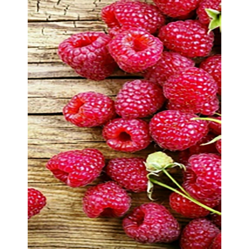 Фото, Видеообзоры алмазна мозаїка strateg преміум соковита малина без підрамника розміром 40х50 см  (jsfh85871)