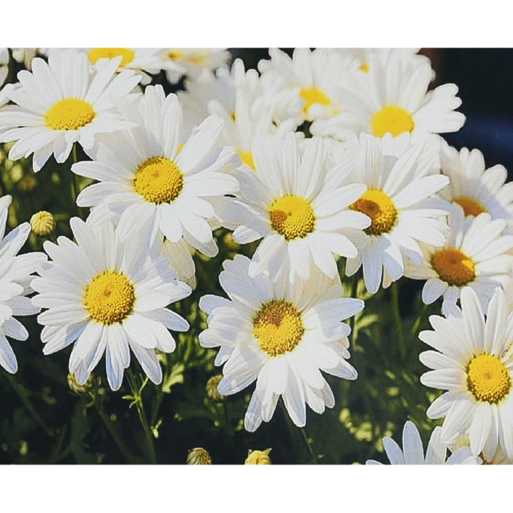 Фото, Відеоогляди алмазна мозаїка strateg преміум дивовижне сяйво ромашок розміром 30х40 см (heg88132)