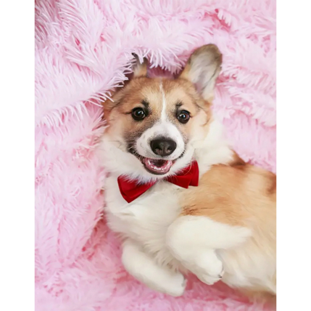 Фото, Видеообзоры алмазна мозаїка strateg преміум коргі без підрамника розміром 40х50 см  (jsfh85874)