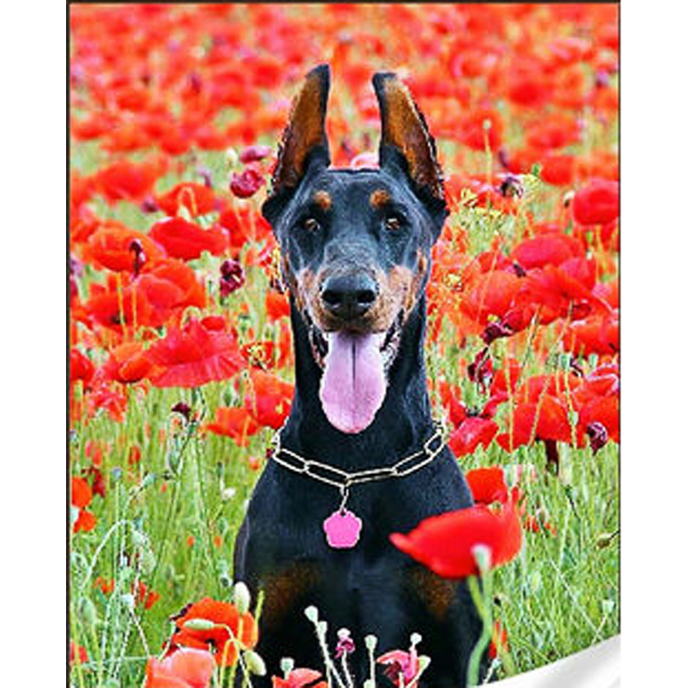 Фото, Відеоогляди алмазна мозаїка strateg преміум чорний доберман розміром 30х40 см (gm86851)