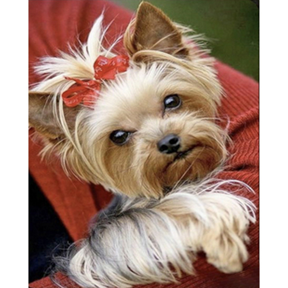 Фото, Видеообзоры алмазна мозаїка strateg преміум йорк з червоним бантиком розміром 40х50 см  (sk86002)