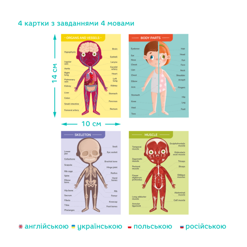 Фото, Видеообзоры розвиваюча гра dodo магнітне тіло