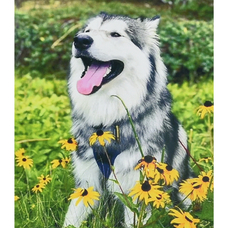 Алмазна мозаїка Strateg ПРЕМІУМ Мить щастя розміром 30х40 см (HEG88137) Алмазна мозаїка Strateg ПРЕМІУМ Мить щастя розміром 30х40 см (HEG88137)