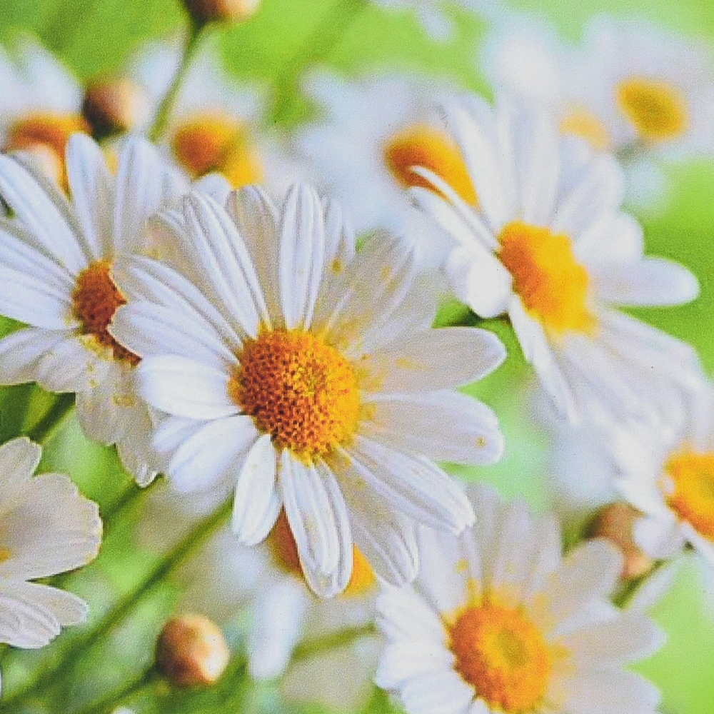 Фото, Відеоогляди алмазна мозаїка strateg преміум польові спогади розміром 30х30 см (hee16324)