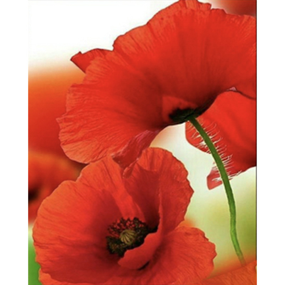 Фото, Відеоогляди алмазна мозаїка strateg преміум маки розміром 40х50 см  (sk85944)