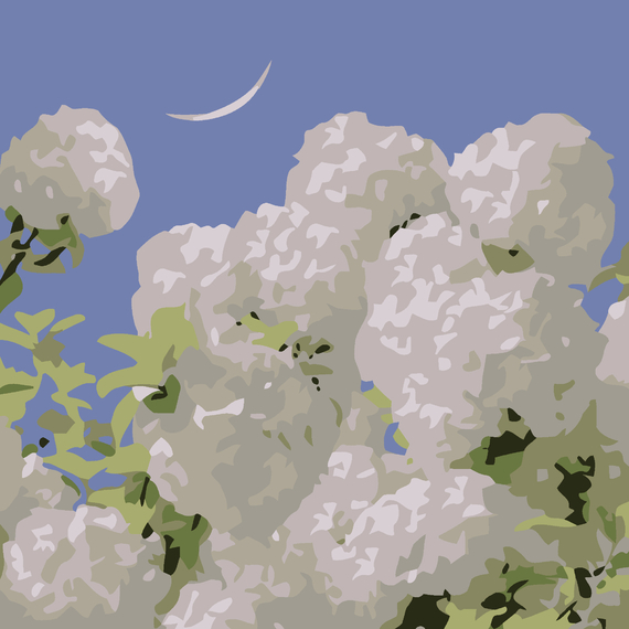 Отзывы  картина за номерами strateg білі гортензії  розміром 20х20 см (hh7112)