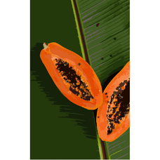 Картина за номерами Strateg ПРЕМІУМ Половинки папайї розміром 50х25 см (WW013)