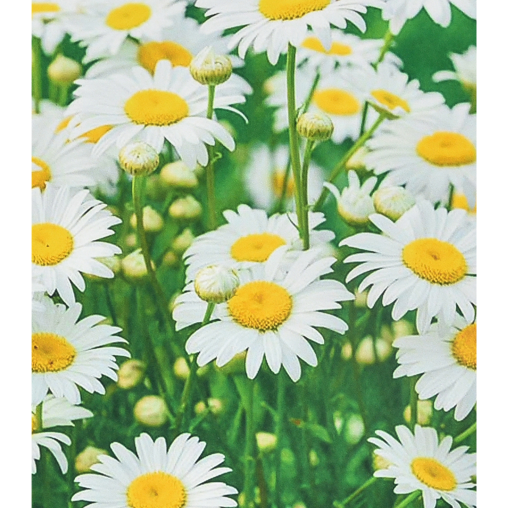 Фото, Видеообзоры алмазна мозаїка strateg преміум білі ромашки розміром 40х50 см (sk88245)