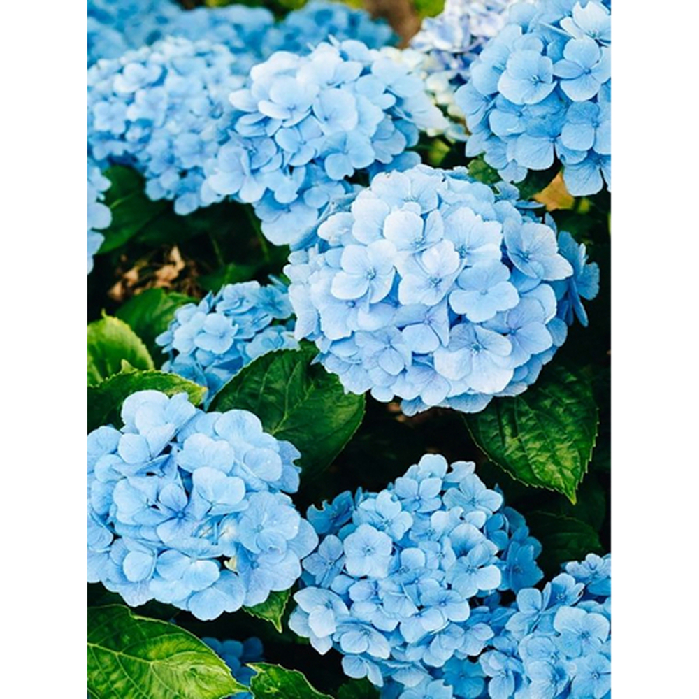 Фото, Видеообзоры алмазна мозаїка strateg преміум гортензія nikko blue без підрамника розміром 40х50 см  (gc86116)